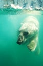 A polar bear is swimming in the water Royalty Free Stock Photo