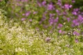 Northern Bedstraw Galium Boreale flowers in forest Royalty Free Stock Photo