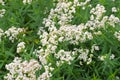 Northern bedstraw, Galium boreale Royalty Free Stock Photo