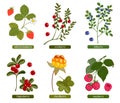 Northern berries set. Lingonberry, cranberry, bilberry, cloudberry, raspberry and wild strawberry vector illustration