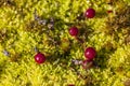 Northern berry, Cranberry,foxberry Lingonberry, macro