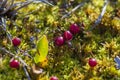 Northern berry, Cranberry,foxberry Lingonberry, macro