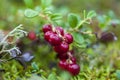 Northern berry, Cranberry,foxberry Lingonberry, macro