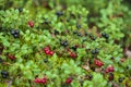 Northern berry, Cranberry,foxberry Lingonberry, macro