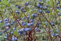Bog Bilberry, Northern Bilberry, Vaccinium uliginosum, fruits in summer Royalty Free Stock Photo