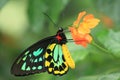 Northern birdwing Royalty Free Stock Photo