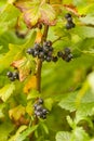 Northern Black Currant berries Rubus hudsonianum