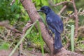 Northern Black Flycatcher