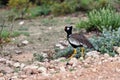 Northern Black Korhaan