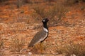 Northern Black Korhaan Eupodotis afraoides 4549 Royalty Free Stock Photo