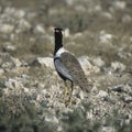 Northern black korhaan Royalty Free Stock Photo