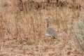 Northern Black Korhaan female