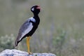 Northern black Korhaan on a rock