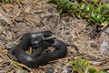 Northern Black Racer Royalty Free Stock Photo
