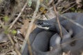 Northern black racer snake in bushes at Dividend Falls, Connecticut