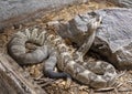 Northern Black-tailed Rattlesnake at Rattlers & Reptiles, a small museum in Fort Davis, Texas, owned by Buzz Ross.