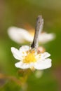 Northern Blue Butterfly - Frontal View on Strawberry