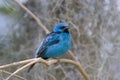 Northern Blue Dacnis (tanager) Royalty Free Stock Photo