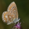 Northern blue Plebejus idas