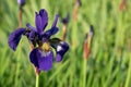 Northern Blue Flag flower growing amongst the grass. Purple iris flower on dark background. Blooming iris versicolor Royalty Free Stock Photo