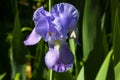 Northern Blue Flag flower growing amongst the grass. Purple iris flower a green background. Royalty Free Stock Photo