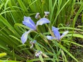 Northern Blue Flag flower Iris outside Royalty Free Stock Photo