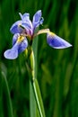 Northern Blue Flag - Iris versicolor Royalty Free Stock Photo