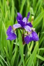 Northern Blue Flag - Iris versicolor Royalty Free Stock Photo