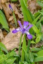 Northern Blue Flag Iris - Iris versicolor Royalty Free Stock Photo