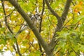 Northern Blue Jay Holding Acorn Royalty Free Stock Photo