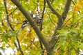 Northern Blue Jay Trying to Crack Acorn Royalty Free Stock Photo