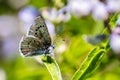 Northern Blue Plebejus idas butterfly resting on a leaf, Lassen Volcanic National Park, California Royalty Free Stock Photo