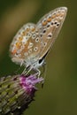 Northern blue Plebejus idas