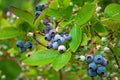 Northern blueberry bush Vaccinium boreale cultivated in organic household Royalty Free Stock Photo