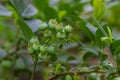 Northern blueberry or sweet hurts Vaccinium boreale cultivated at bio farm Royalty Free Stock Photo