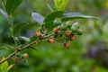 Northern blueberry or sweet hurts Vaccinium boreale cultivated at bio farm Royalty Free Stock Photo