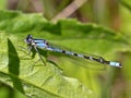 Northern Bluet Damselfly