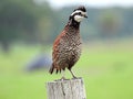 Northern Bobwhite Colinus virginianus