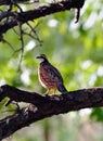 Northern Bobwhite Royalty Free Stock Photo