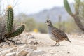 Northern Bobwhite Quail in Arizona Desert Royalty Free Stock Photo