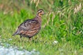 Northern Bobwhite