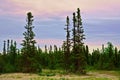 Northern boreal forest and a sky in pastels, Newfoundland and Labrador, Canada. Royalty Free Stock Photo