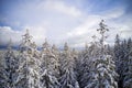 Northern boreal forest with snow Royalty Free Stock Photo