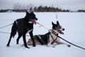 Two Alaskan huskies are standing and lying in harness and waiting for start of race. Northern breed of sled dogs, strong and hardy Royalty Free Stock Photo