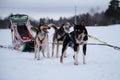 Northern breed of sled dogs, strong and hardy. Intelligent eyes and protruding tongues. Fastest dogs in world. Three Alaskan Royalty Free Stock Photo