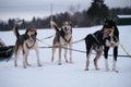 Northern breed of sled dogs, strong and hardy. Intelligent eyes and protruding tongues. Fastest dogs in world. Three Alaskan Royalty Free Stock Photo