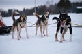 Northern breed of sled dogs, strong and hardy. Intelligent eyes and protruding tongues. Fastest dogs in world. Three Alaskan Royalty Free Stock Photo