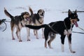 Northern breed of sled dogs, strong and hardy. Intelligent eyes and protruding tongues. Fastest dogs in world. Three Alaskan Royalty Free Stock Photo