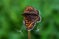 Northern Brown Argus butterfly, Latin name Plebeius artaxerxes on a green leaf Royalty Free Stock Photo