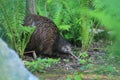 Northern brown kiwi Royalty Free Stock Photo